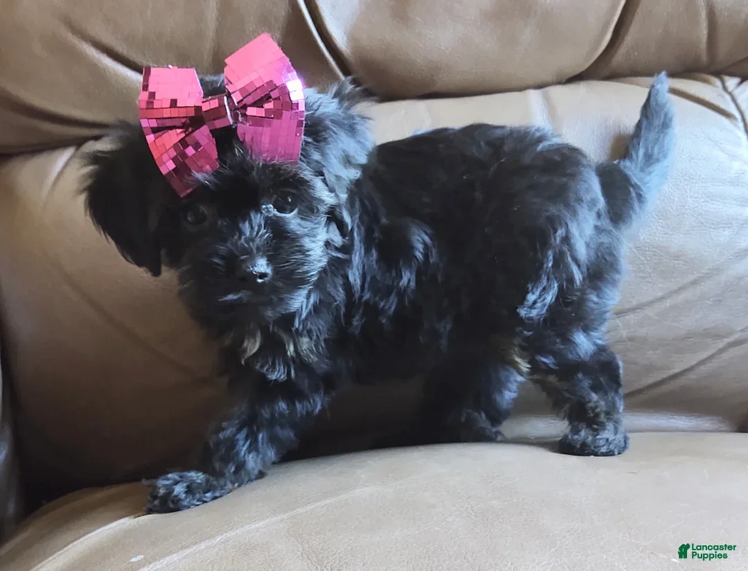 Yorkiepoo dogs for sale: Razzberry - Ad 2