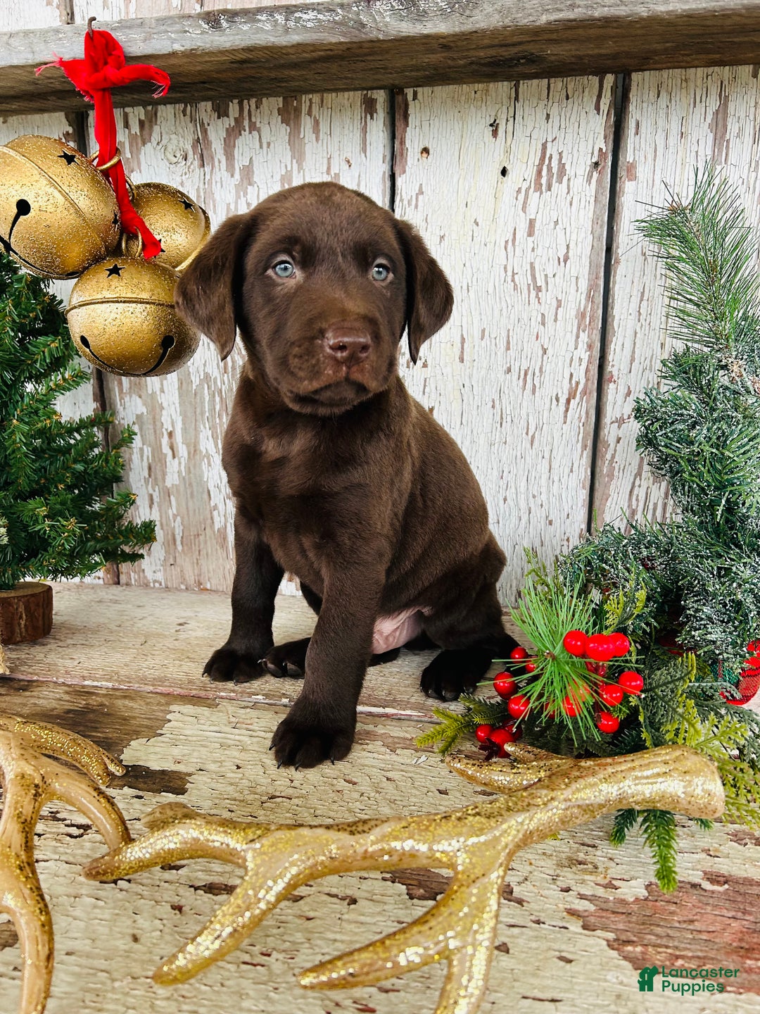 Labrador Retriever dogs for sale: Prancer - Ad 2