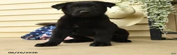Belgian Malinois dogs for sale: Cobra - Ad 3