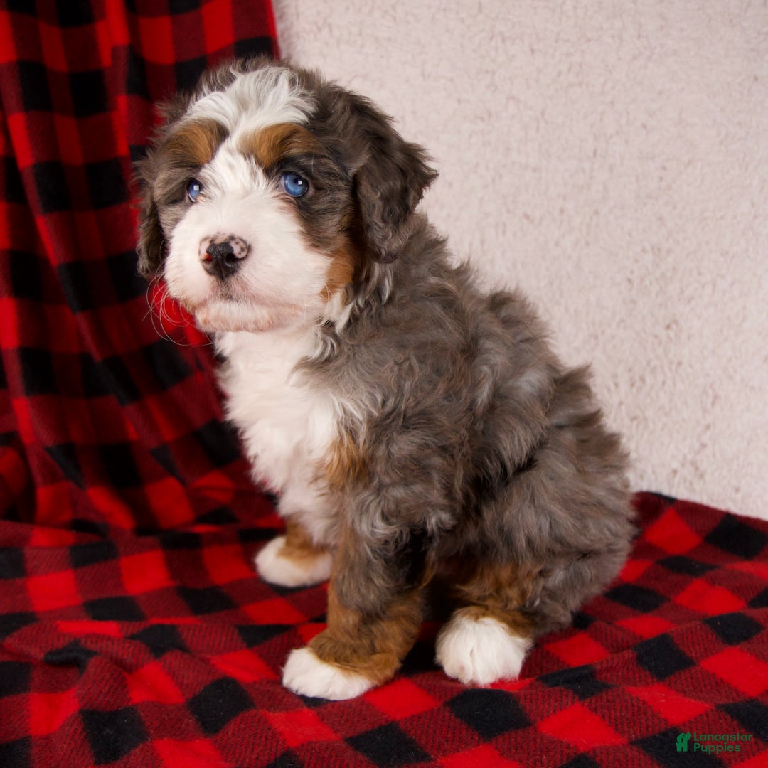 Mini Bernedoodle dogs for sale: Glory Girl *Potty Training* - Ad 3