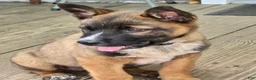 Mixed Breed dogs for sale: HANK - Ad 3