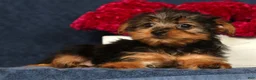 Yorkshire Terrier dogs for sale: Queenie - Ad 5