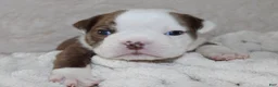 English Bulldog dogs for sale: Hudson - Ad 5