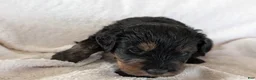 Mixed Breed dogs for sale: Jean Luc - Ad 8