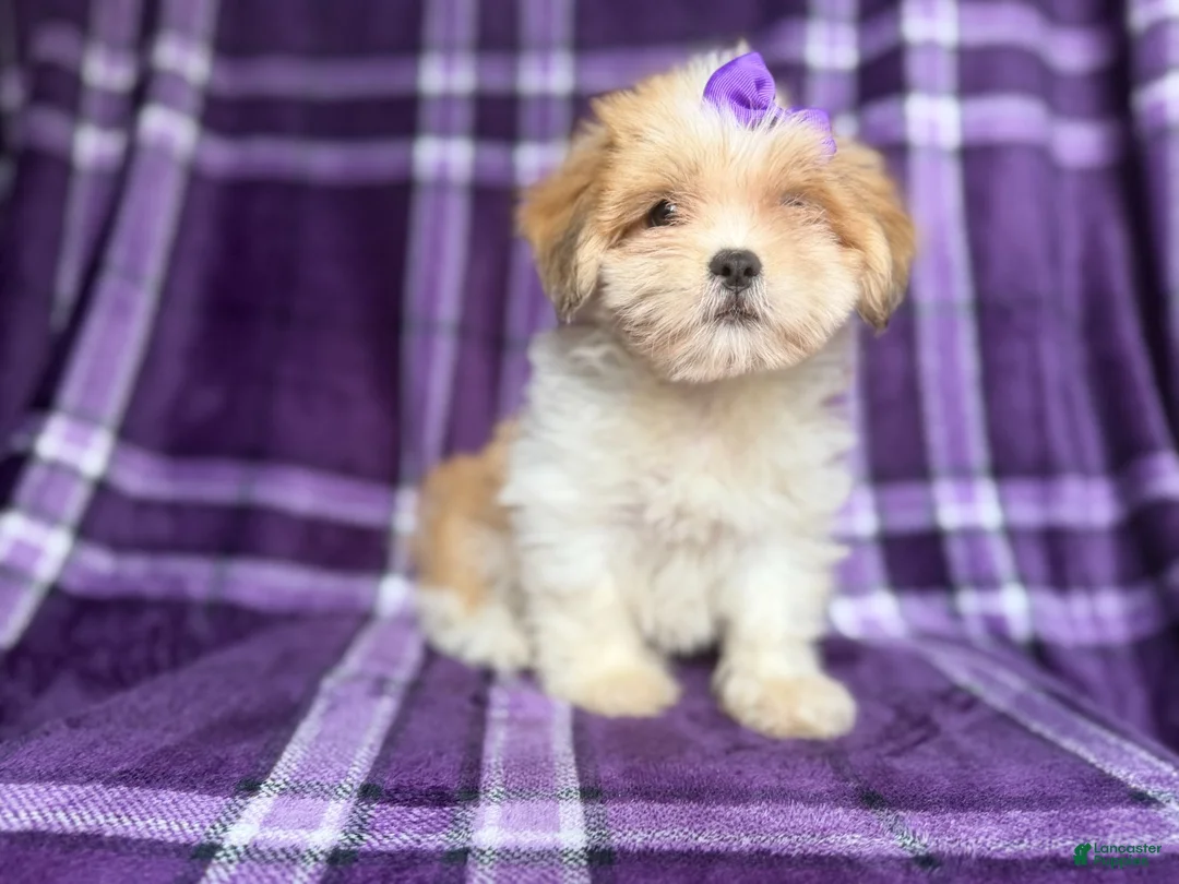 Lhasa Apso dogs for sale: Tessa - Ad 8