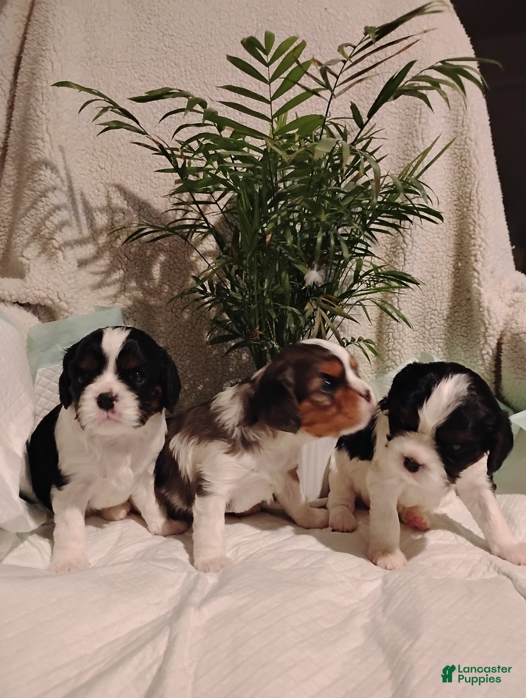 Cavalier King Charles Spaniel dogs for sale: Rhoda -Cavalier King Charles Spaniel Puppy 3 - Ad 5
