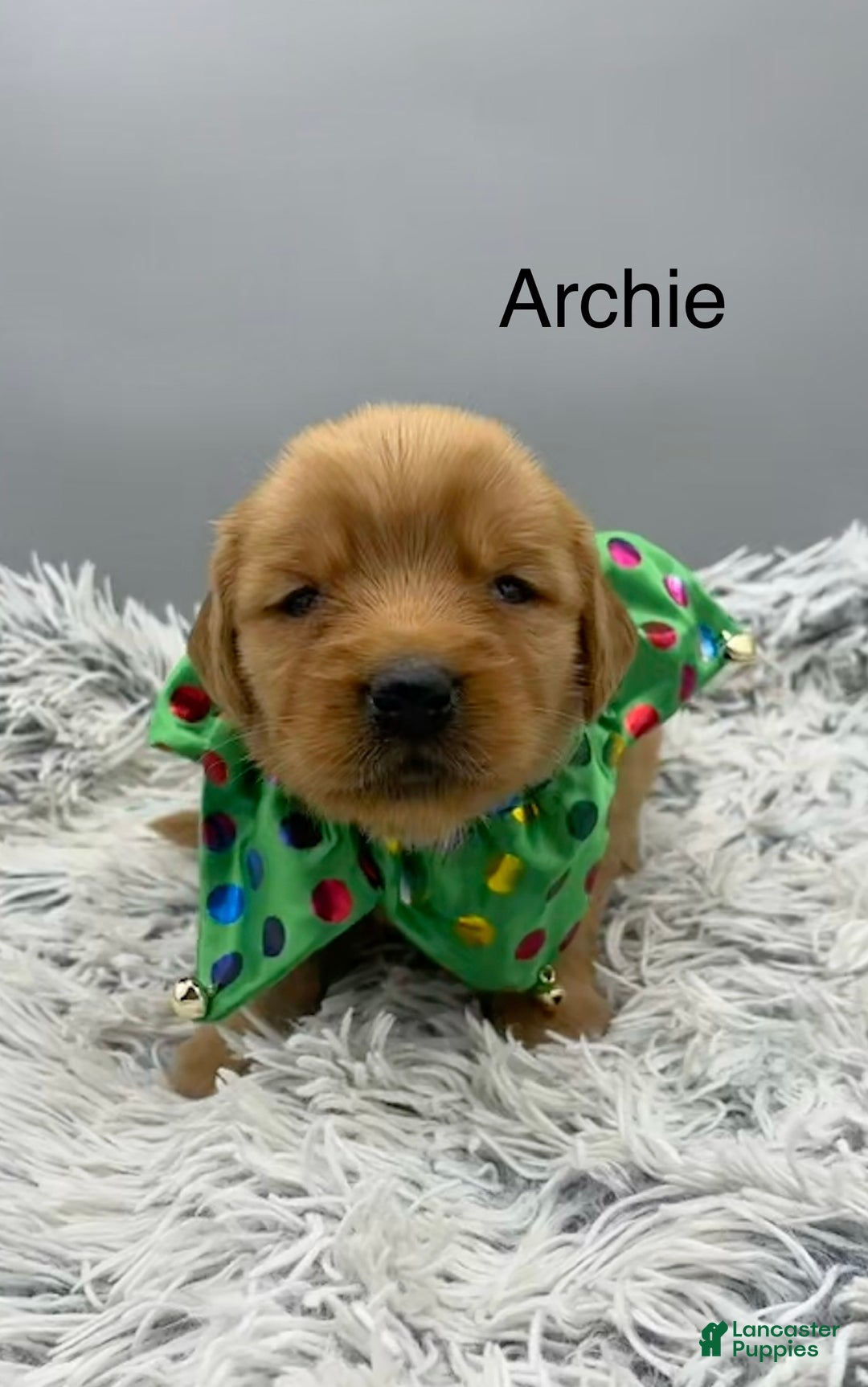 Golden Retriever dogs for sale: Archie. - Ad 6
