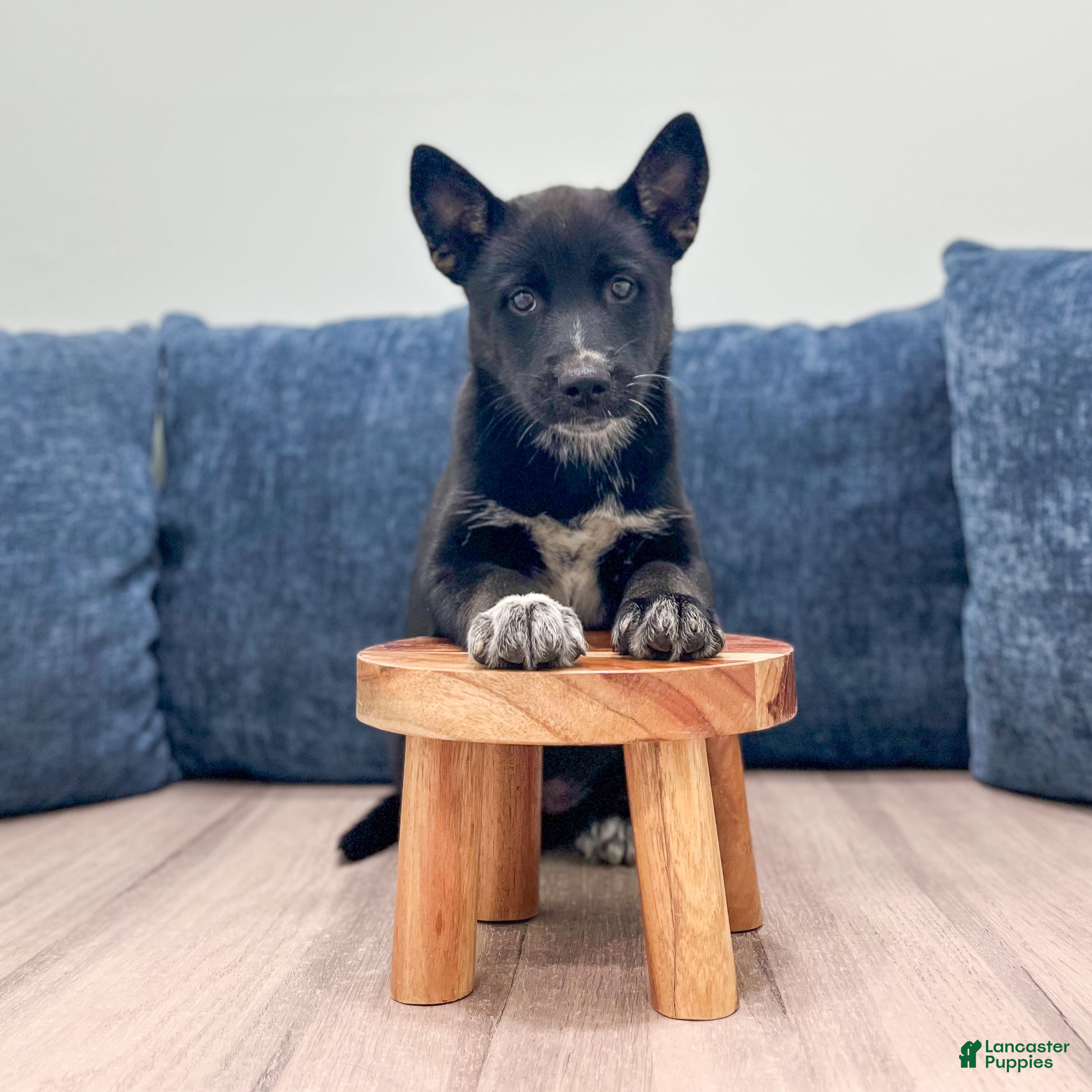 Mixed Breed dogs Raven - Ad 2