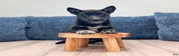 Mixed Breed dogs for sale: Raven - Ad 2