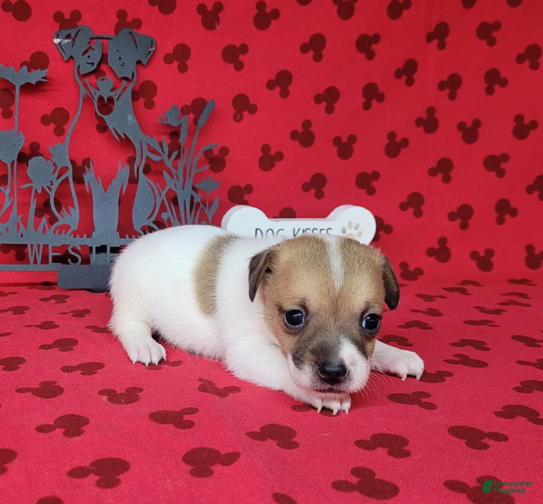 Jack Russell Terrier dogs for sale: CKC Tina Delivery Available  - Ad 5
