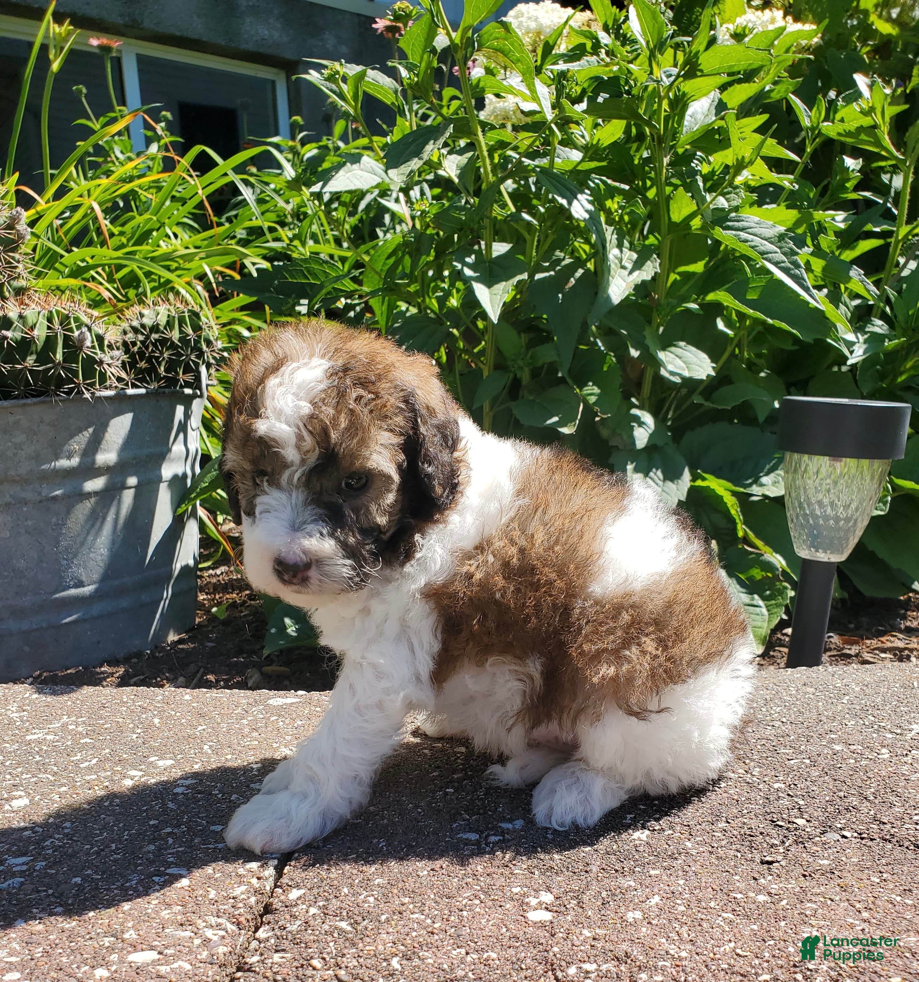 Miniature Poodle dogs Riley - Ad 2