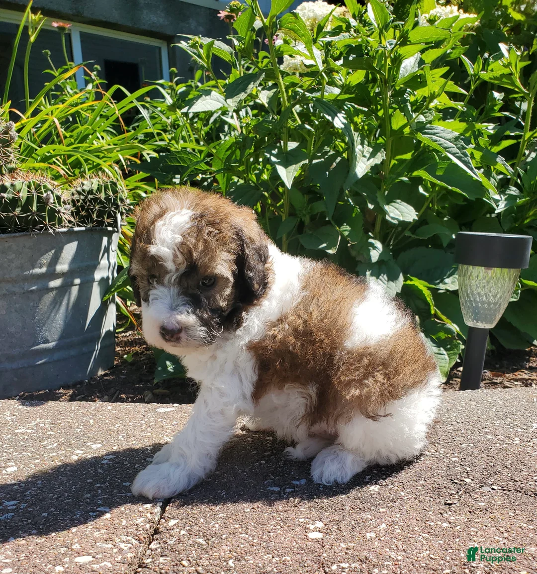 Miniature Poodle dogs for sale: Riley - Ad 2