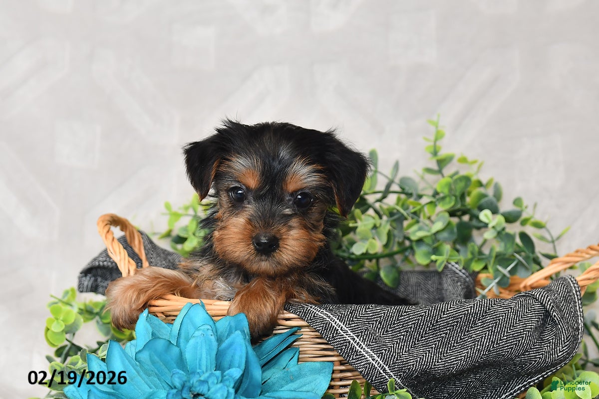Yorkshire Terrier dogs Aspen - Ad 2