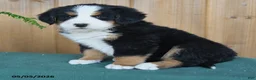 Bernese Mountain Dog dogs for sale: Princess - Ad 3