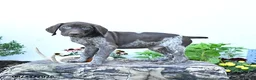 German Shorthaired Pointer dogs for sale: Moose - Ad 3