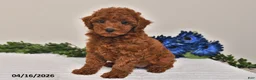 Miniature Poodle dogs for sale: Ellie - Ad 5