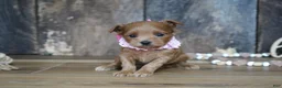 Maltipoo dogs for sale: Sara - Ad 7