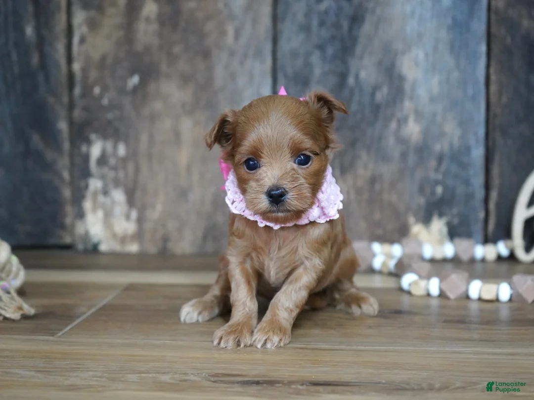 Maltipoo dogs for sale: Sara - Ad 7