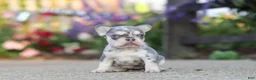 French Bulldog dogs for sale: Sienna - Ad 4