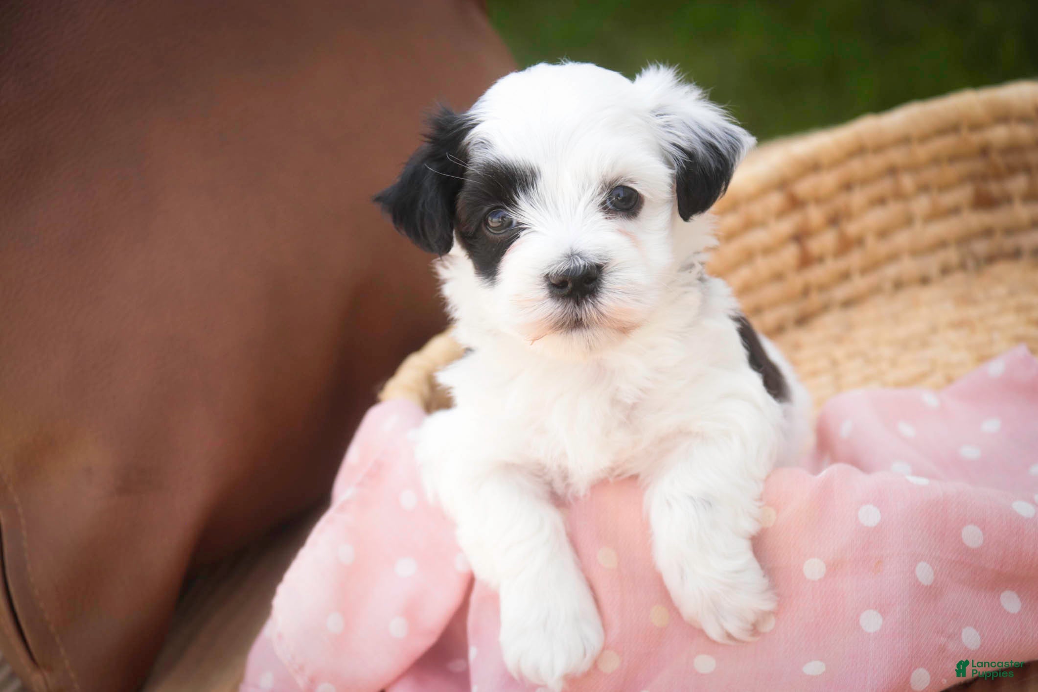 Havanese dogs Penny Havanese  - Ad 2