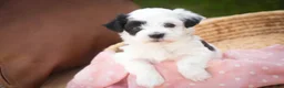 Havanese dogs for sale: Penny Havanese  - Ad 17