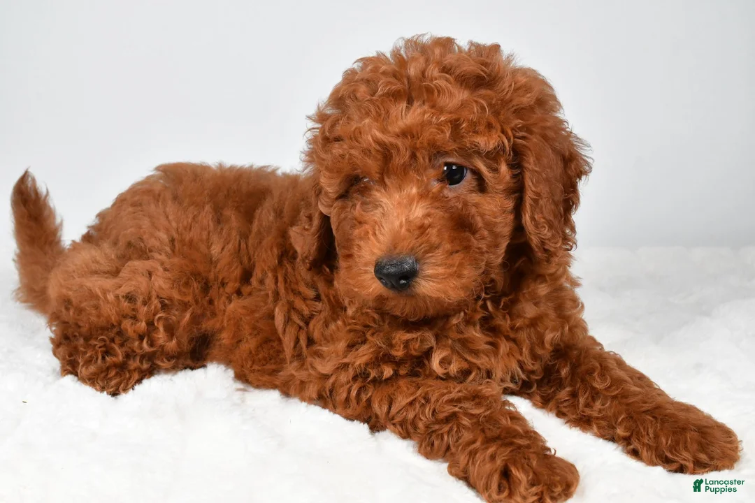 Miniature Poodle dogs for sale: Alex - Ad 7