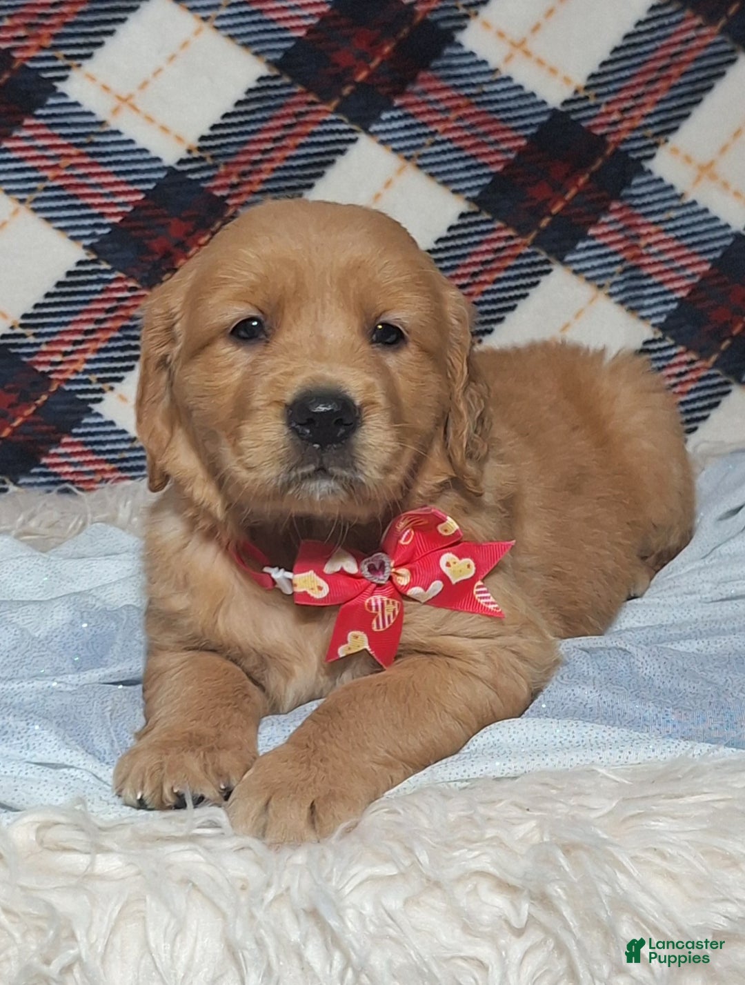 Golden Retriever dogs for sale: Allison - Ad 2