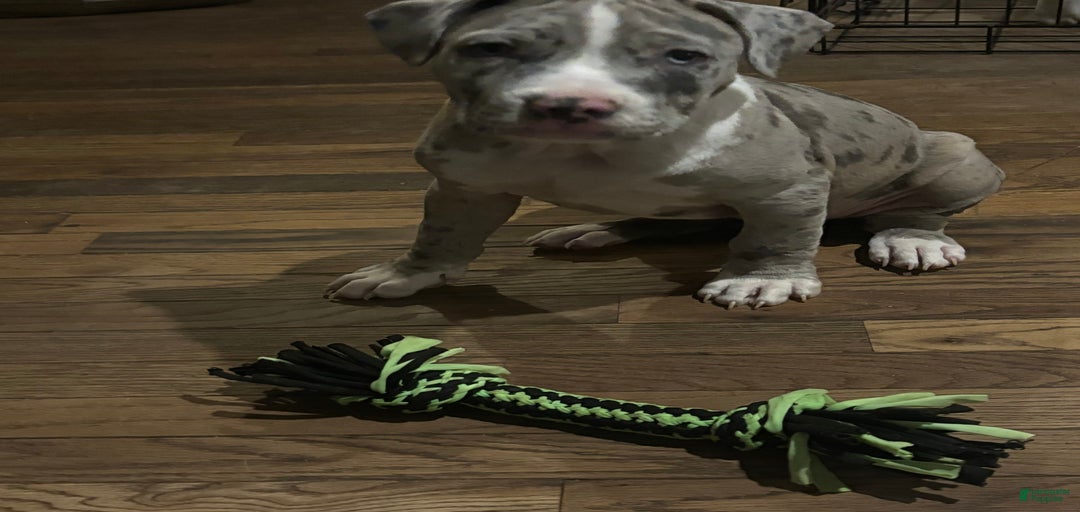 Gallery Image {{count}}