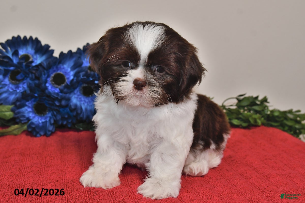Shih Tzu dogs Ace - Ad 2