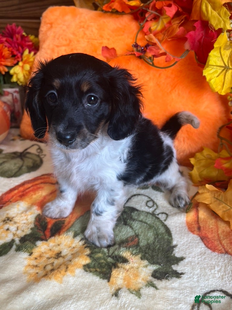 Dachshund dogs Mabel - Ad 2