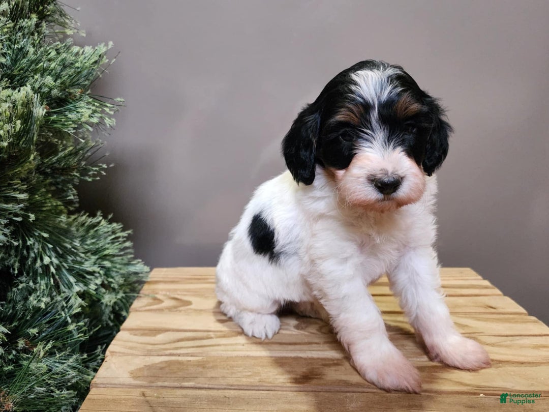 Mini Bernedoodle dogs for sale: Vixon - Ad 3
