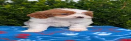 Cavapoo dogs for sale: Nala - Ad 11