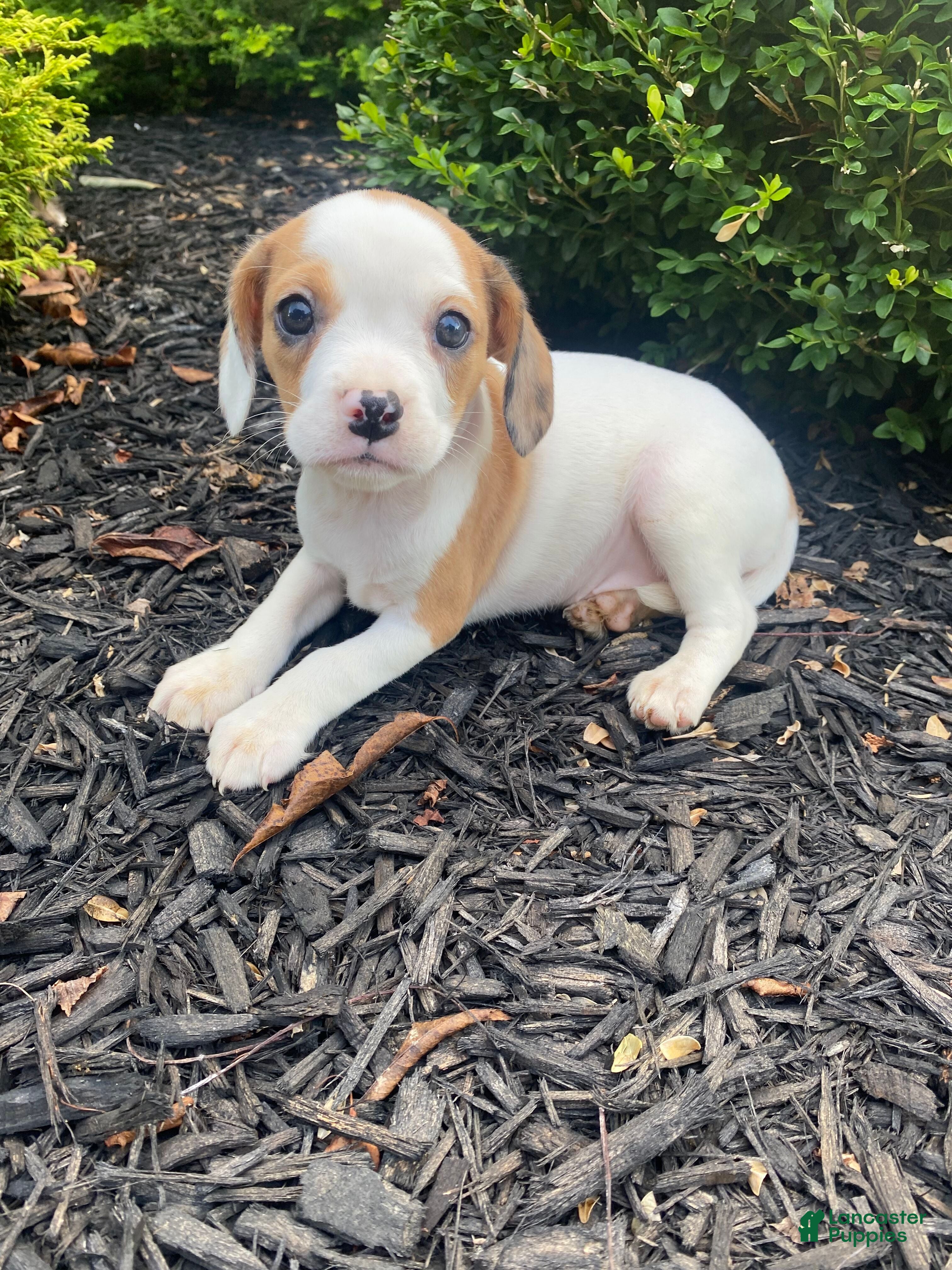 Mixed Breed dogs Annie - Ad 2