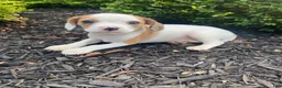 Mixed Breed dogs for sale: Annie - Ad 2