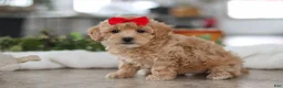 Maltipoo dogs for sale: Lucy - Ad 2
