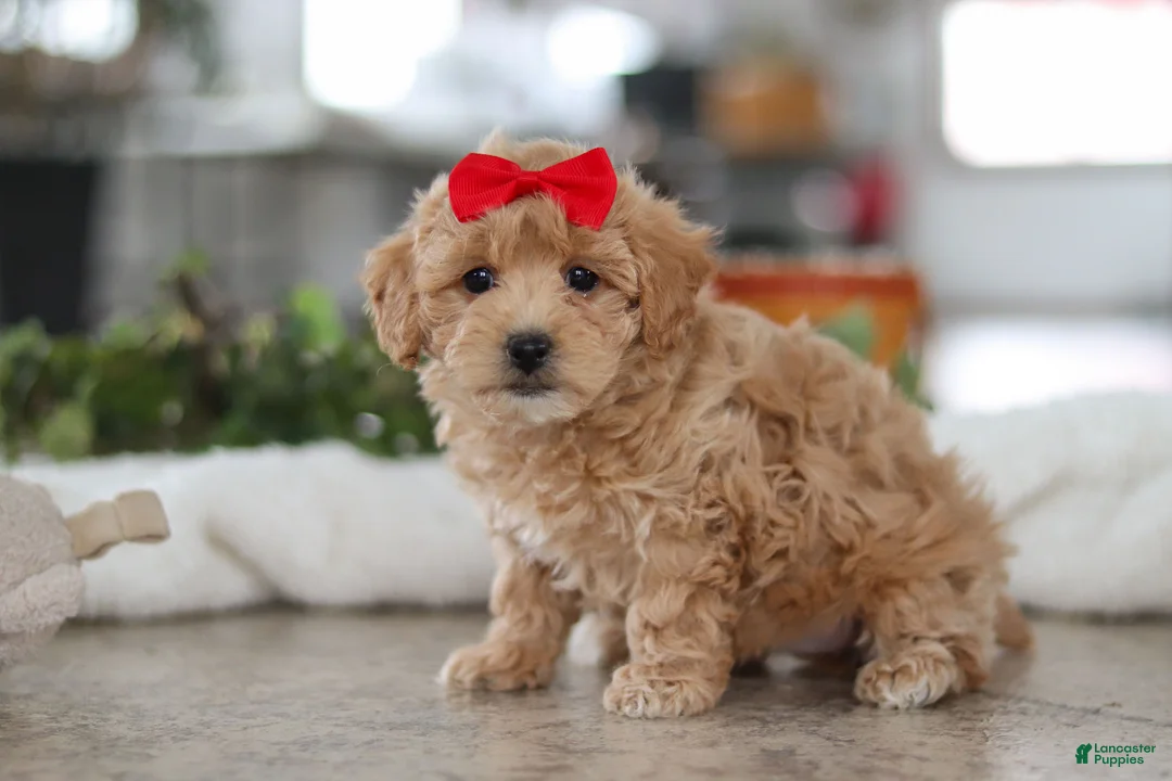 Maltipoo dogs for sale: Lucy - Ad 2