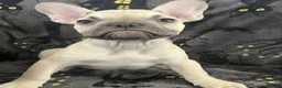 French Bulldog dogs for sale: Quasimodo - Ad 4
