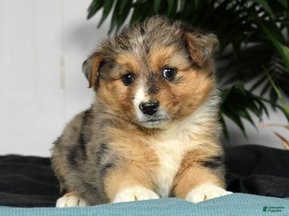 Australian Shepherd dogs - Ad 10