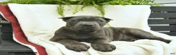 Cane Corso dogs for sale: Dusty  - Ad 4