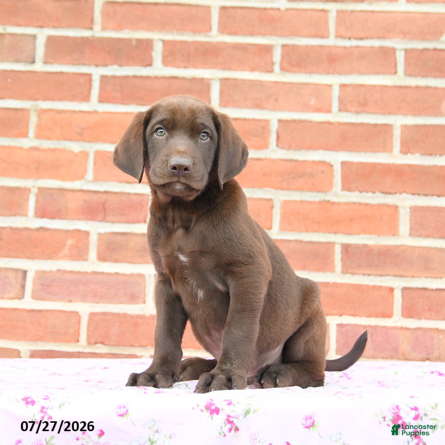 Labrador Retriever dogs Porter - Ad 2