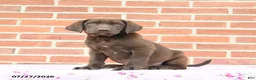 Labrador Retriever dogs for sale: Porter - Ad 2