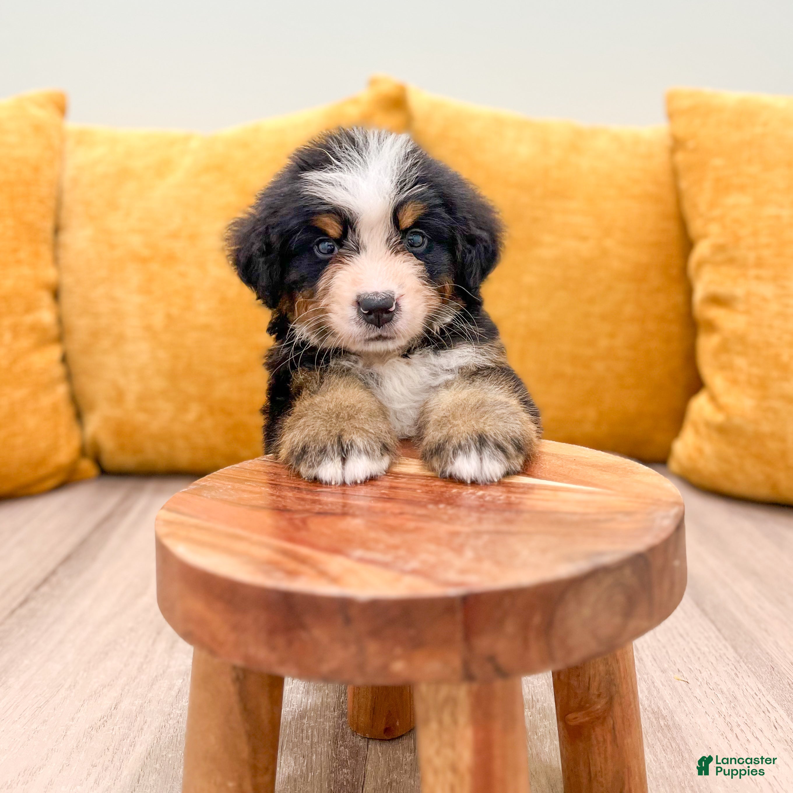 Bernese Mountain Dog dogs Rover - Ad 2