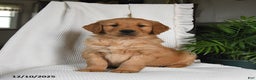 Golden Retriever dogs for sale: Rookie - Ad 3