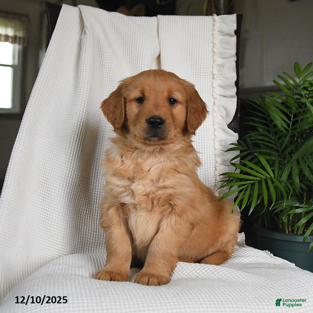 Golden Retriever dogs for sale: Rookie - Ad 3