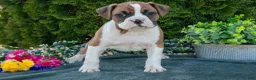 Boxer dogs for sale: Randy - Ad 1