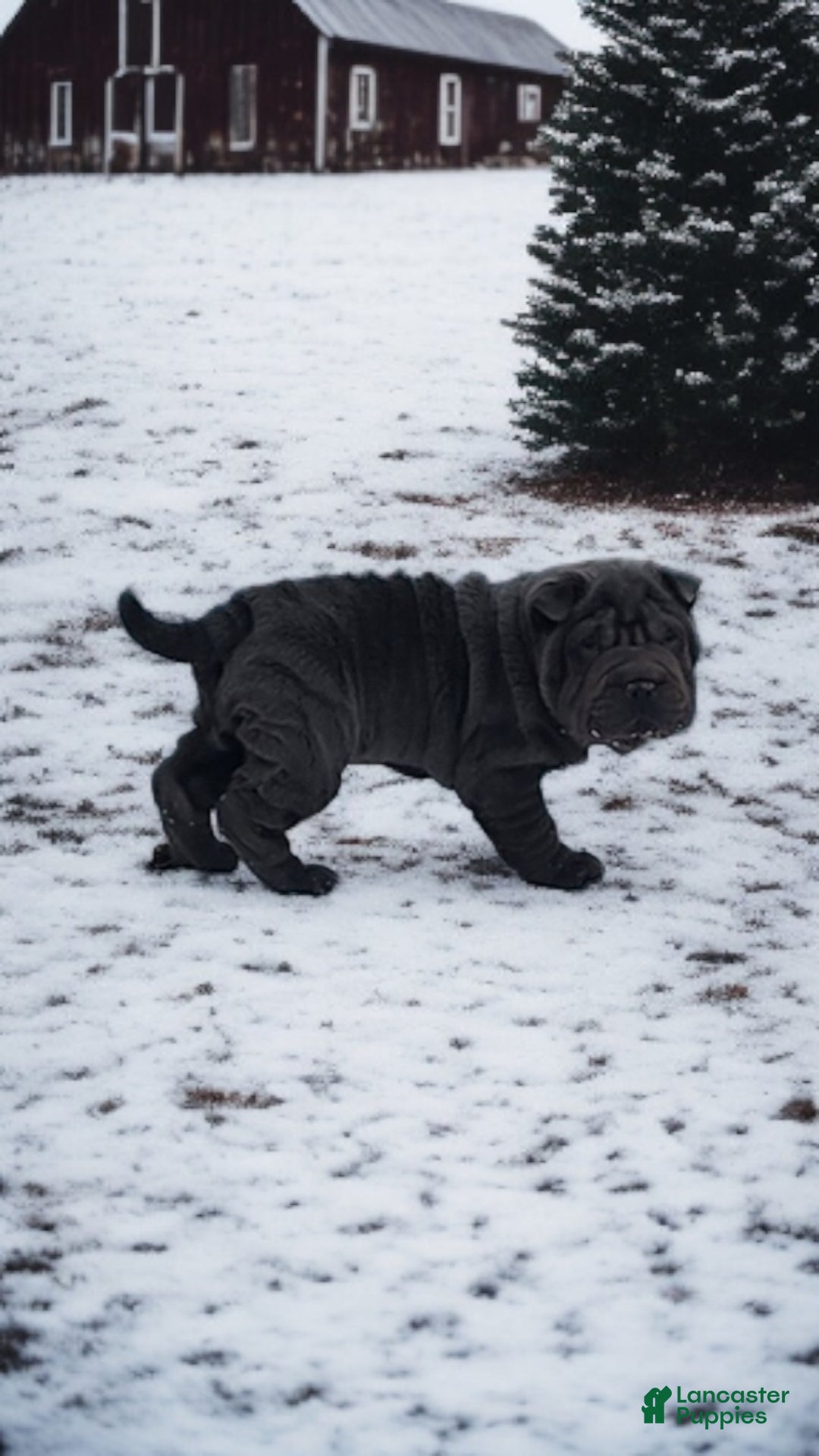 Shar Pei dogs for sale: Ebony mini  - Ad 13