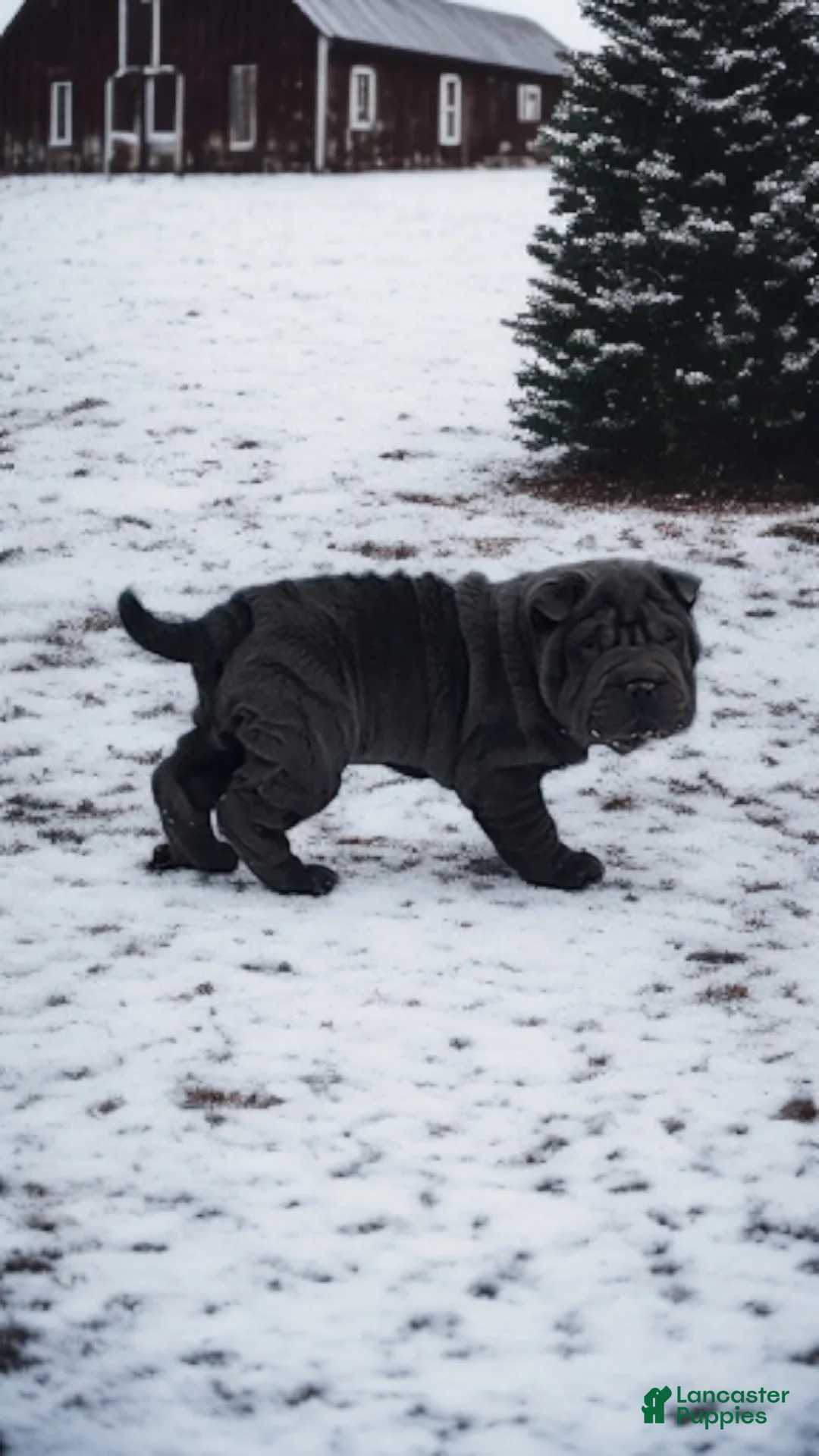 Shar Pei dogs for sale: Oreo black flower mini - Ad 33