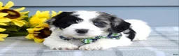 Cockapoo dogs for sale: Ollie - Ad 4