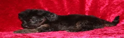 Doxiepoo dogs for sale: Doxiepoo Rubble - Ad 1