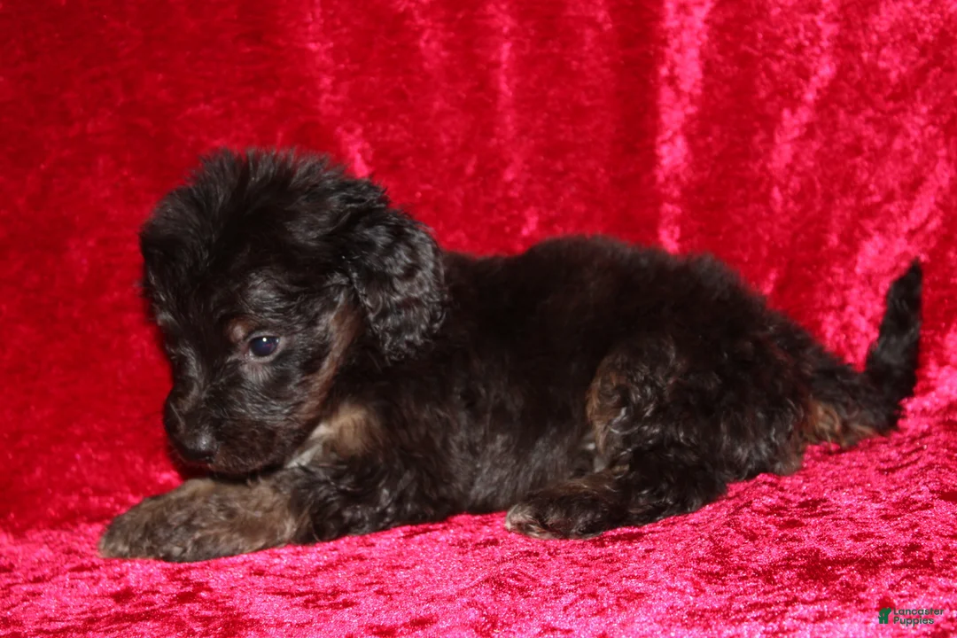 Doxiepoo dogs for sale: Doxiepoo Rubble - Ad 1